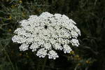 Daucus Carota